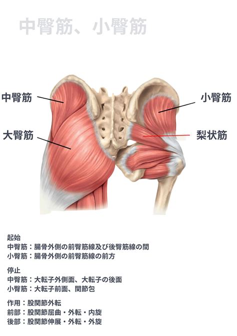 臀部肉|臀部の筋肉【大臀筋,中臀筋,小臀筋,梨状筋,内閉鎖筋,外閉鎖筋,上。